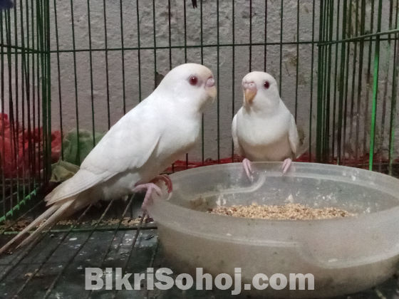 বাজুরিকা রেড আই পাখি